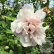Hibiscus syr. French Cabaret Pastel 60-80 cm 7,5L