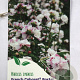 Hibiscus syr. French Cabaret Pastel 80-100 cm 7,5L