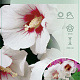 Hibiscus syr. 'Monstrosus' 50-60 cm 7,5L