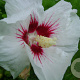 Hibiscus syr. 'Monstrosus' 90 cm stam 7,5L
