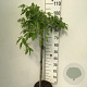 Laburnum alpinum 'Pendulum' 90 cm stam 7,5L
