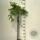 Laburnum alpinum 'Pendulum' 90 cm stam 7,5L
