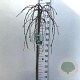 Malus 'Fontana' 120 cm stam 10L