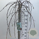 Malus 'Fontana' 120 cm stam 10L