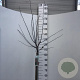 Malus toringo 'Freja' 90 cm stam 10L