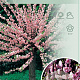 Prunus triloba 90 cm stam 7,5L