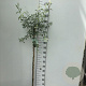 Pyrus salicifolia 'Pendula' 120 cm stam 7,5L