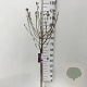 Syringa Dark Purple 60 cm stam 5,0L