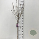 Syringa Dark Purple 60 cm stam 5,0L