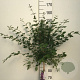 Syringa Dark Purple 90 cm stam 7,5L