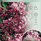 Syringa 'Josée' 90 cm stam 7,5L