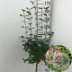 Syringa 'Josée' 90 cm stam 7,5L