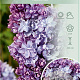 Syringa v. 'Nadezhda' 60-80 cm 7,5L