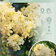 Syringa v. 'Primrose' 60-80 cm 7,5L