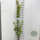 Ulmus holl. 'Wredei' 150-175 cm 7,5L Gestokt