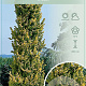 Ulmus holl. 'Wredei' 150-175 cm 7,5L Gestokt