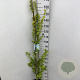 Ulmus holl. 'Wredei' 150-175 cm 7,5L Gestokt