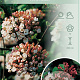 Viburnum burkw. 'Anne Russell' 60-80 cm 10L