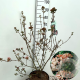 Viburnum burkw. 'Anne Russell' 60-80 cm 10L