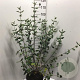 Viburnum burkwoodii 80-100 cm 12L