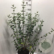 Viburnum burkwoodii 80-100 cm 12L