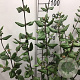 Viburnum burkwoodii 80-100 cm 12L