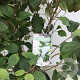 Viburnum plic. 'Newport' 60-80 cm 12L