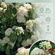 Viburnum plic. 'Newport' 60-80 cm 12L