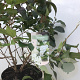 Viburnum plic. 'Newport' 60-80 cm 12L