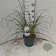 Cortaderia s. 'Sunningd. Silver' 50-60 cm 5,0L