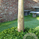 Pachysandra terminalis GM P9