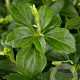 Pachysandra terminalis GM P9