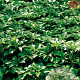 Pachysandra terminalis GM P9