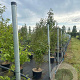 Callicarpa bod. 'Profusion' 125-150 cm 20L