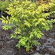 Euonymus alat. 'Compactus' 60-80 cm 7,5L