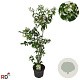 Heptacodium miconioides 100-125 cm 7,5L