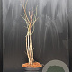 Heptacodium miconioides 60-80 cm 7,5L