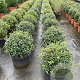Osmanthus burkwoodii 45-50 cm 20L bol