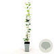 Trachelospermum jasminoides 80-100 cm 2,5L
