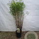 Fargesia angustissima 125-150 cm 10L