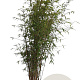 Fargesia angustissima 150-175 cm 10L