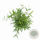 Fargesia angustissima 40-60 cm 5,0L
