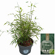 Fargesia angustissima 40-60 cm 5,0L