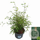 Fargesia angustissima 40-60 cm 5,0L