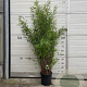Fargesia nitida 'Black Pearl' 100-125 cm 10L