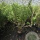 Fargesia nitida 'Volcano' 100-125 cm 5,0L