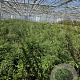 Fargesia nitida 'Volcano' 100-125 cm 5,0L