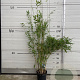 Fargesia 'Obelisk' 100-125 cm 5,0L