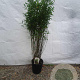Fargesia 'Obelisk' 125-150 cm 10L