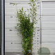 Fargesia 'Obelisk' 125-150 cm 10L